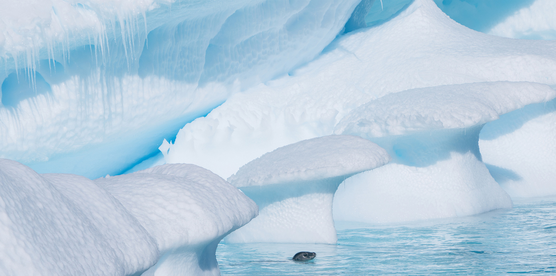 Highlights of Antarctica