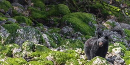 Tofino Black Bear