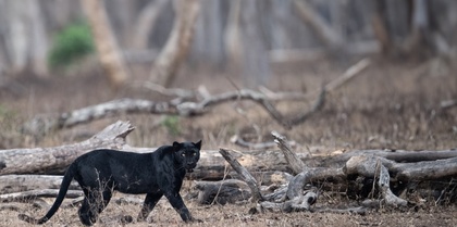 Black Leopard