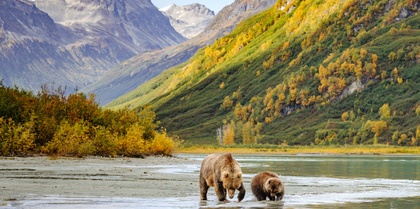 alaska bears in lake with mountains behind