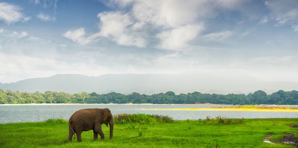  Elephant in Minneriya Wildlife Reserve, Sri Lanka 