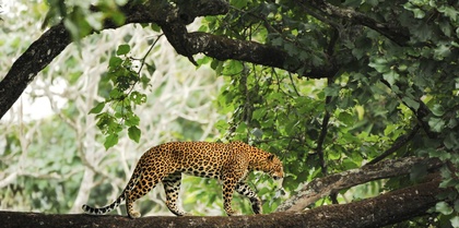 Wildlife of North India