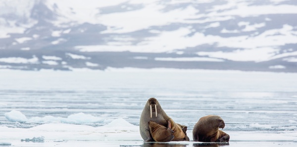 Authentic Svalbard