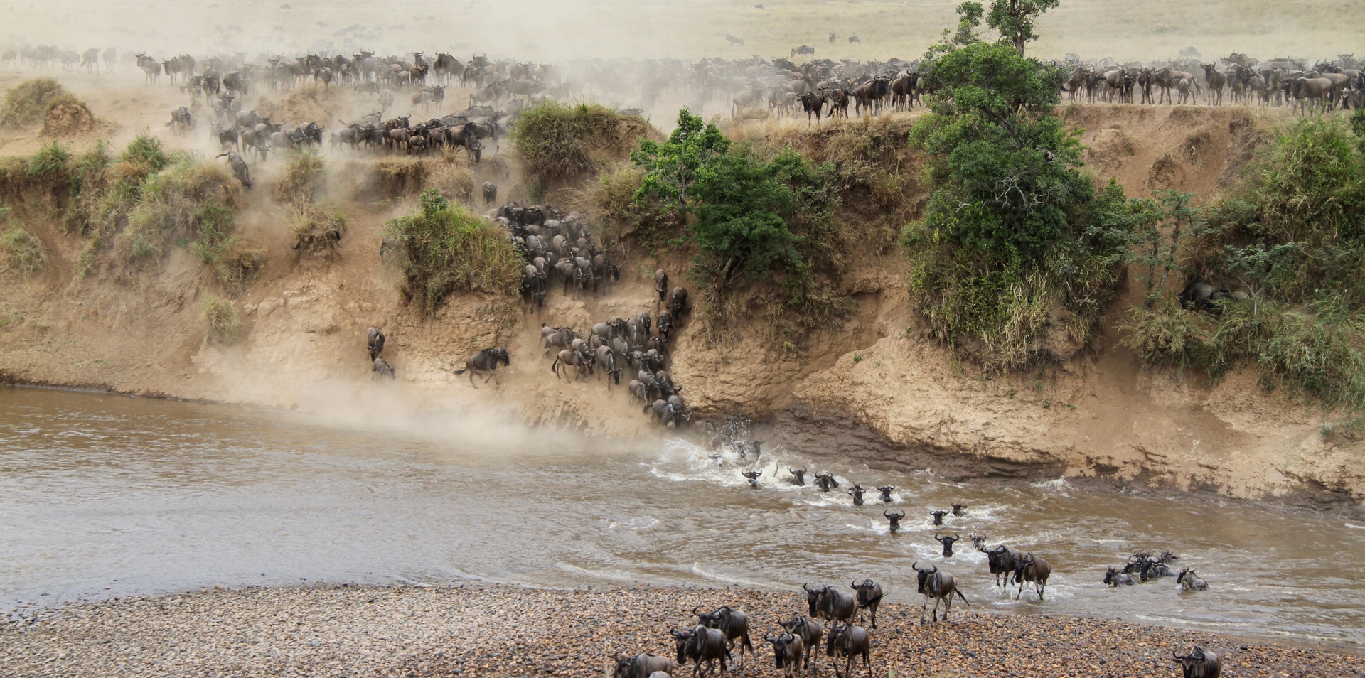 Migration Safari