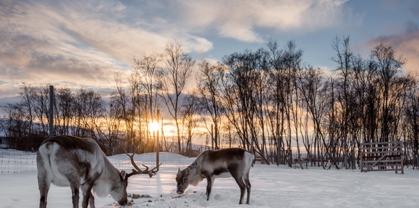 Alta_Reindeer
