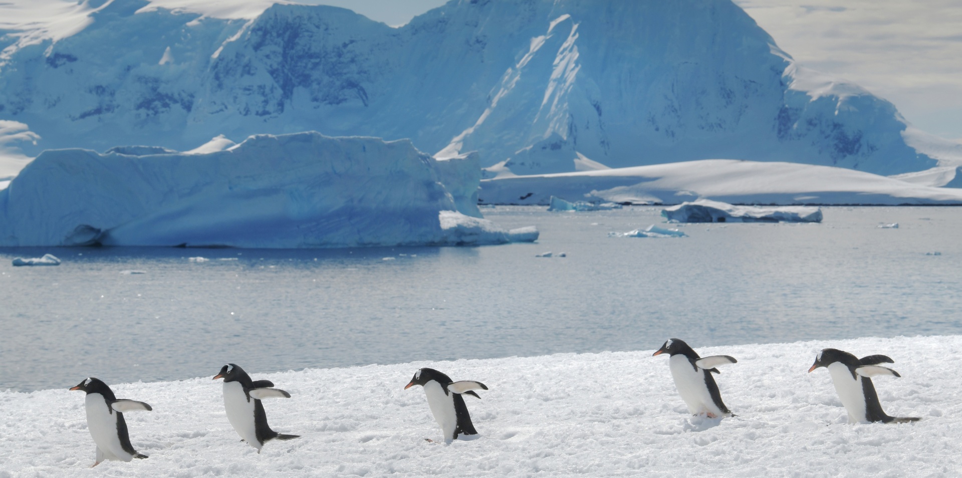 Grand South America & Antarctica Voyage