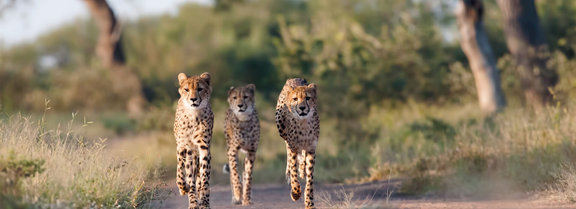 Hero South Africa Greater Kruger Three Cheetah0